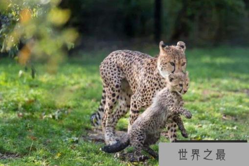 世界最著名十大动物园 赫尔辛基位列第一,中国无一上榜