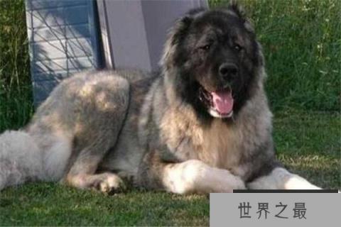 世界十大最凶悍猛犬 西藏獒犬上榜,比特犬异常凶猛