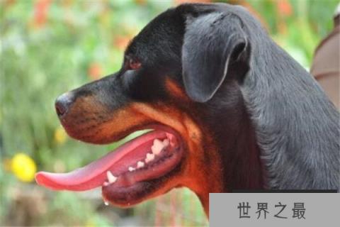 世界十大最凶悍猛犬 西藏獒犬上榜,比特犬异常凶猛