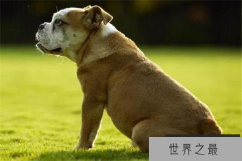 世界十大最凶悍猛犬 西藏獒犬上榜,比特犬异常凶猛