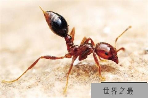 世界十大最强昆虫 蝗虫上榜,第三能自己转化电能