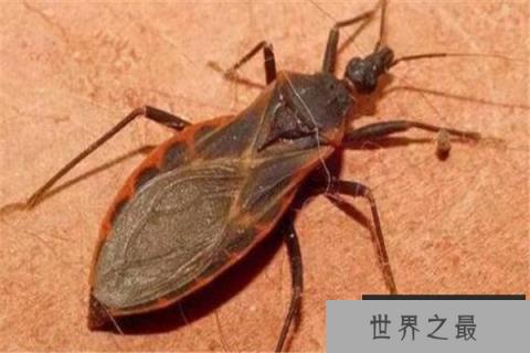 世界十大最强昆虫 蝗虫上榜,第三能自己转化电能