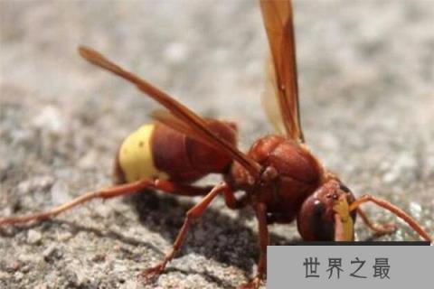 世界十大最强昆虫 蝗虫上榜,第三能自己转化电能