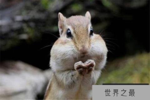 世界十大可爱生物 小熊猫上榜,海獭眼睛小到像没睡醒