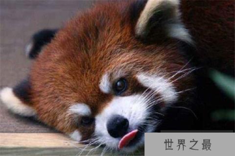 世界十大可爱生物 小熊猫上榜,海獭眼睛小到像没睡醒