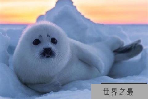 世界十大可爱生物 小熊猫上榜,海獭眼睛小到像没睡醒