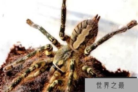 世界十大蜘蛛 六眼沙蛛上榜,智利红玫瑰很适合家养