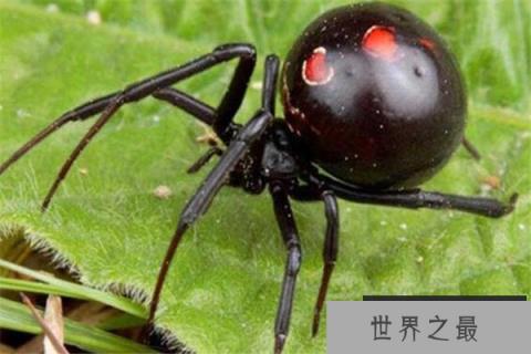 世界十大蜘蛛 六眼沙蛛上榜,智利红玫瑰很适合家养