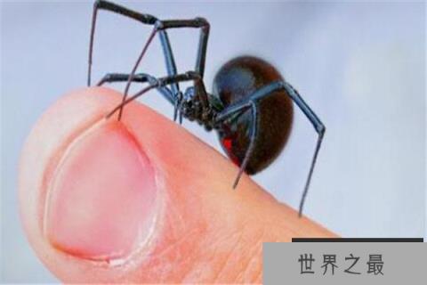 世界十大蜘蛛 六眼沙蛛上榜,智利红玫瑰很适合家养