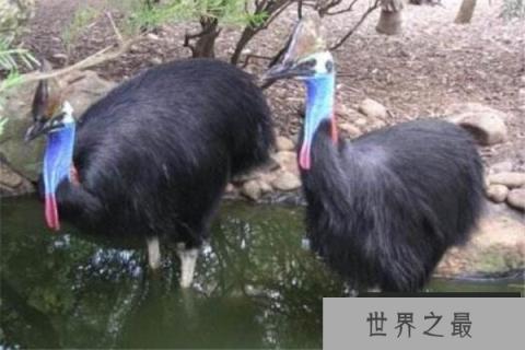 世界十大最凶的鸟 猎鹰会将猎物撕成裂肉,第七曾击杀过小孩