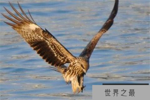 世界十大最凶的鸟 猎鹰会将猎物撕成裂肉,第七曾击杀过小孩