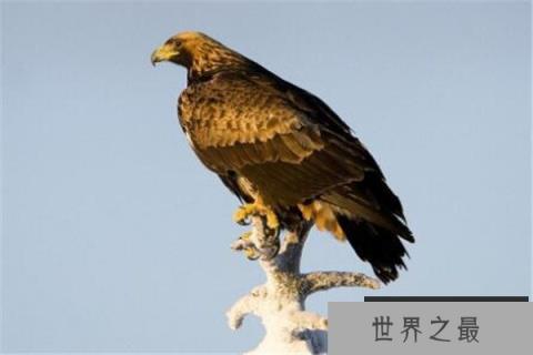 世界十大最凶的鸟 猎鹰会将猎物撕成裂肉,第七曾击杀过小孩