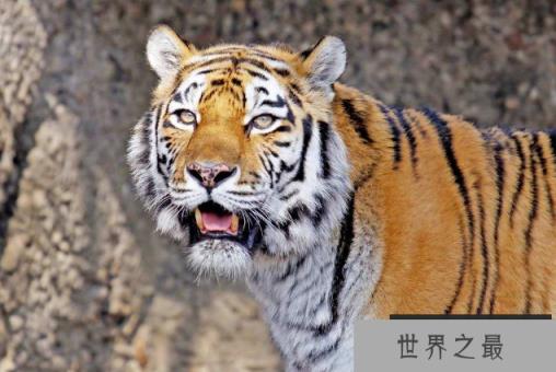 世界十大猛兽排行 鬣狗上榜,第一名为万兽之王