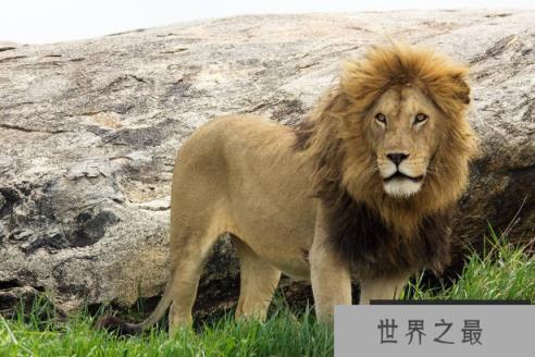 世界十大猛兽排行 鬣狗上榜,第一名为万兽之王