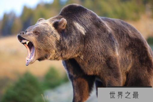 世界十大猛兽排行 鬣狗上榜,第一名为万兽之王