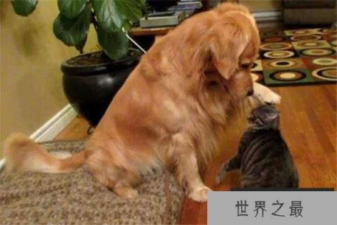 世界十大名狗排名 拉布拉多很讨人喜欢,牧羊犬大多成了警犬