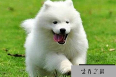 世界十大名狗排名 拉布拉多很讨人喜欢,牧羊犬大多成了警犬