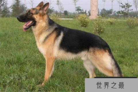 世界十大名狗排名 拉布拉多很讨人喜欢,牧羊犬大多成了警犬