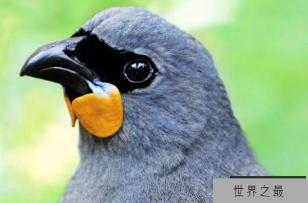 世界十大濒临灭绝的鸟 这些罕见物种,你认识几个