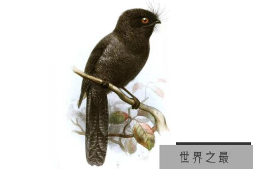 世界十大濒临灭绝的鸟 这些罕见物种,你认识几个