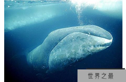 世界最厉害的十大鲸 第一名为蓝鲸,最重能达239吨