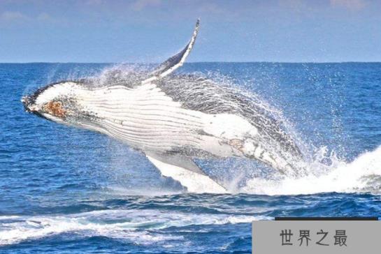 世界最厉害的十大鲸 第一名为蓝鲸,最重能达239吨