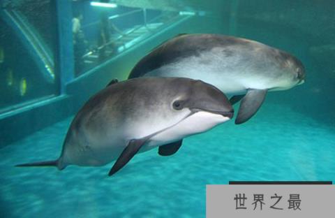 世界十大珍稀海洋动物 蓝鳍金枪鱼上榜,第二有“美人鱼”美称