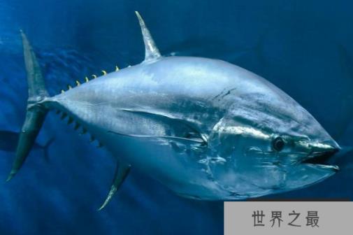 世界十大珍稀海洋动物 这些珍稀生物，你认识几种