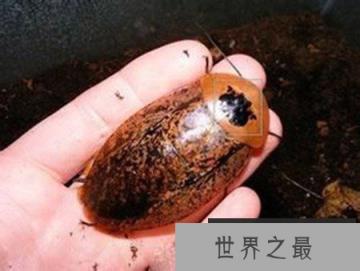 世界十大宠物蟑螂,秘鲁巨人蟑螂