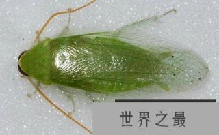 世界十大宠物蟑螂,秘鲁巨人蟑螂