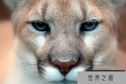 世界上最猛的动物排名 鬣狗排第七，森蚺第四，第一居然是它