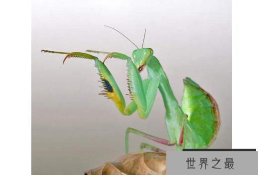 世界十大螳螂 中华大刀螳上榜,第一名实力最强悍