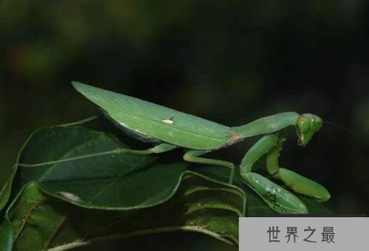 世界十大螳螂 中华大刀螳上榜,第一名实力最强悍