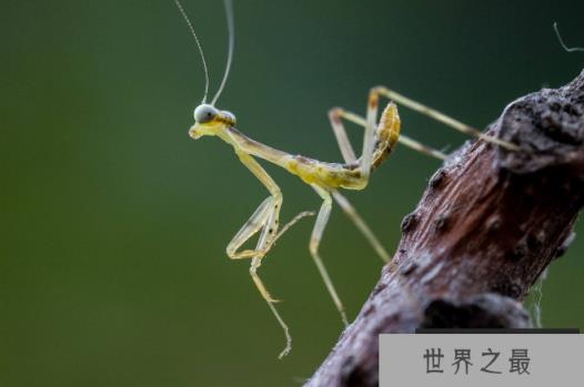 世界十大螳螂 中华大刀螳上榜,第一名实力最强悍