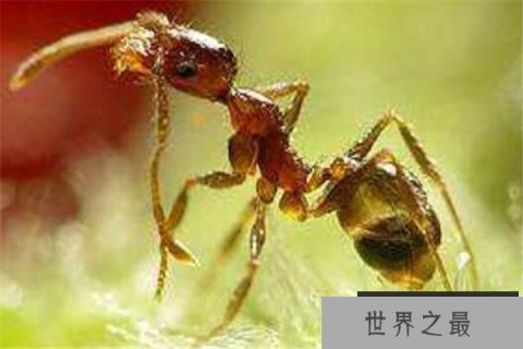 世界十大可怕的蚂蚁 子弹蚁带有毒刺,红火蚁繁殖能力很强