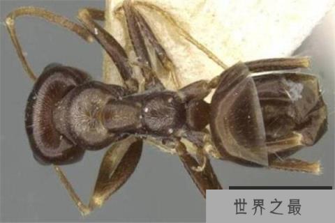 世界十大可怕的蚂蚁 子弹蚁带有毒刺,红火蚁繁殖能力很强