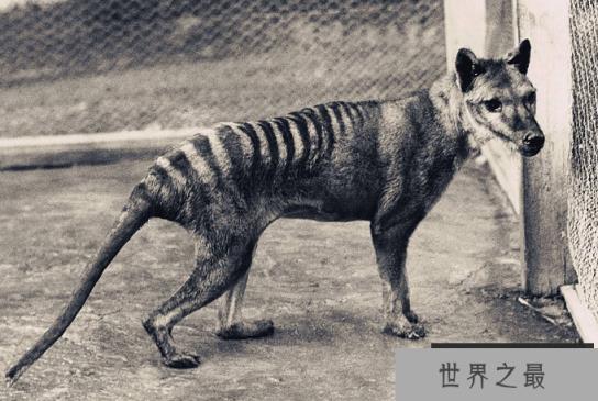 世界十大灭绝生物 史前生物霸王龙上榜,你认识几个