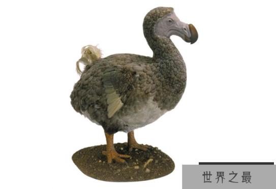 世界十大灭绝生物 史前生物霸王龙上榜,你认识几个