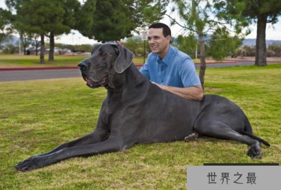 世界最大的十大犬种 体型大战斗力强,有你喜欢的吗