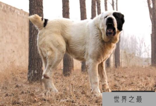 世界最大的十大犬种 体型大战斗力强,有你喜欢的吗