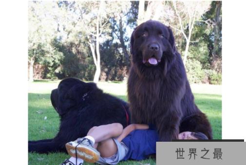 世界最大的十大犬种 体型大战斗力强,有你喜欢的吗