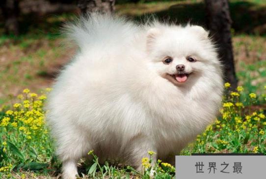 十大世界最可爱的狗排名 博美犬第一,萨摩耶上榜