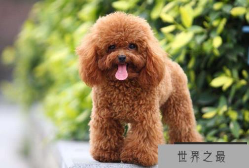 十大世界最可爱的狗排名 博美犬第一,萨摩耶上榜