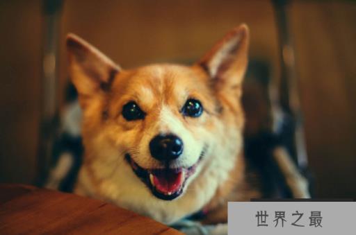 十大世界最可爱的狗排名 博美犬第一,萨摩耶上榜