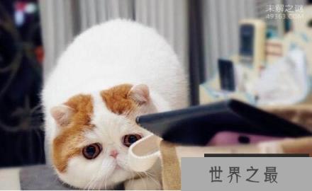 可爱的红小胖snoopy猫:有着十分纯正的CFA血统