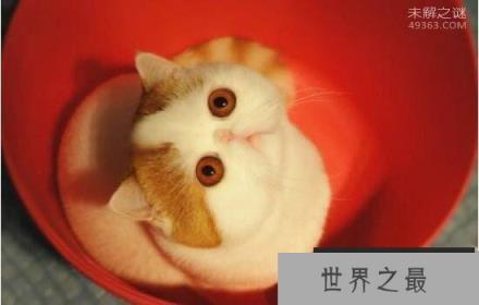 可爱的红小胖snoopy猫:有着十分纯正的CFA血统