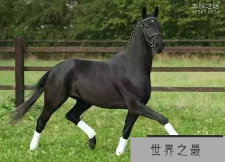 世界上最快的马也是最好的马，纯血马非常的昂贵