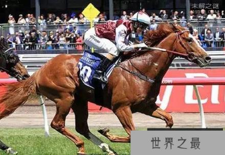 世界上最快的马也是最好的马，纯血马非常的昂贵