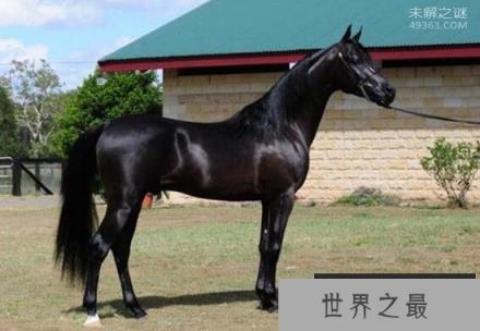 世界上最快的马也是最好的马，纯血马非常的昂贵