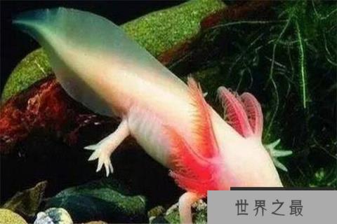 世界十大罕见动物 玻璃蛙能看到内脏,长耳跳鼠像是米老鼠